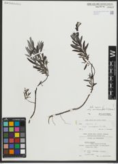 Foto von Salix repens subsp. rosmarinifolia (L.) Andersson